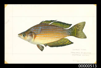 Chequered Rainbowfish
