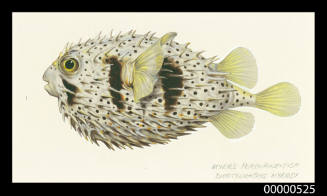 Myers Porcupinefish