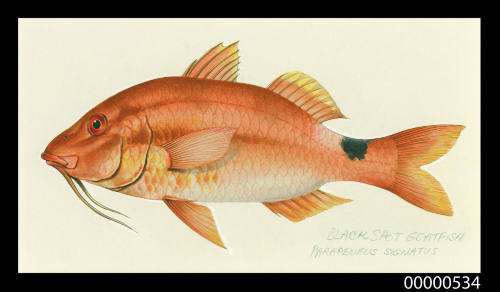 Blackspot Goatfish