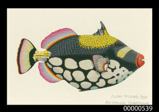 Clown Trigger Fish (Balistoides conspicillum)
