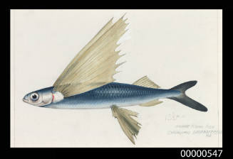 Great flying fish (Cypselurus melanocercus)