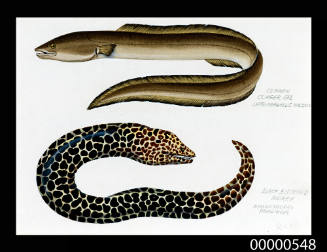Conger eel (Leptocephalus wilsoni)