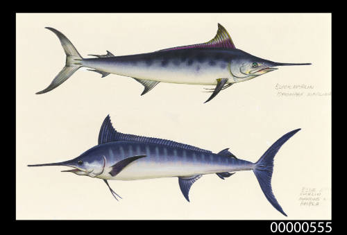 Black marlin (Istiompax marlina)  and Blue marlin (Makaira ampla)