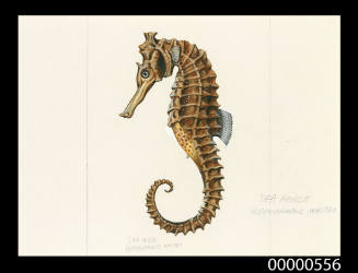 Seahorse (Hippocampus whitei)