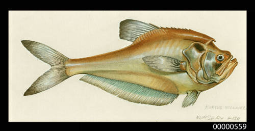 Nursery fish (Kurtus gulliveri)