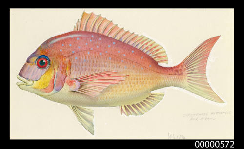 Red bream (Chyrsophrys guttulatus)