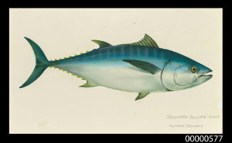 Southern bluefin tuna  (Thunnus thynnus)