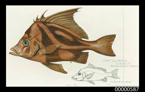 Giant boarfish (Paristipiopterus labiosus)