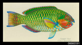 Parrot fish (Scarus fasciatus)