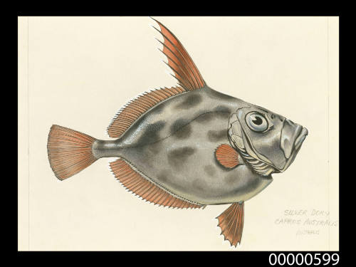 Silver dory (Capros australis)