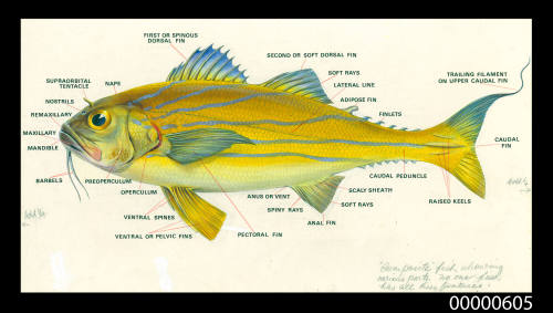 Parts of a fish (a composite fish naming various parts)