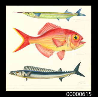 Sea garfish (Hemirhamphus australis),  Nannygai (Centroberyx affinis) and Barracouta (Leionura atun)