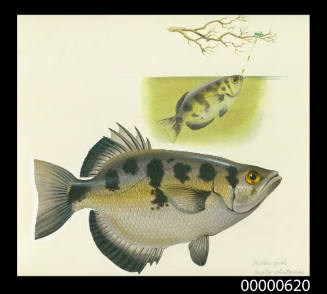 Archer Fish (Toxotes chatareus)