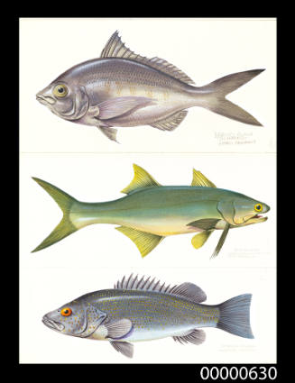 Darnley island silverbelly (Gerres argyreus), Blue salmon (Eleutheronema tetradactylum) and Spangled grunter (Therapon unicolor)
