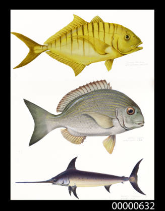 Golden trevally (Gnathanodon speciosus), Tarwhine (Rhabdosargus sarba) and Broadbill swordfish (Xiphias gladius)
