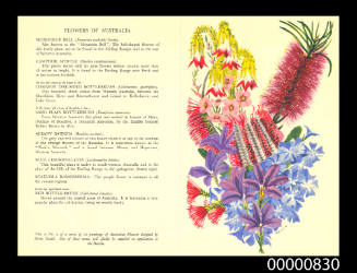 Menu cover from the ARCADIA