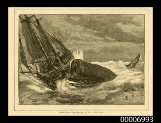 Destruction of the schooner PET by a sperm whale