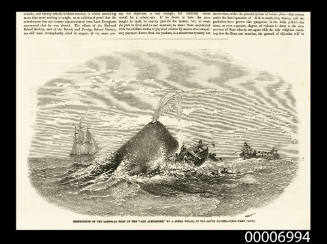 Destruction of the larboard boat of the ANN ALEXANDER by a sperm whale in the South Pacific