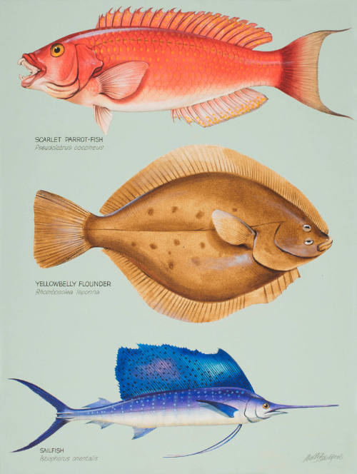 Scarlet Parrot Fish, Yellowbelly Flounder and Sailfish