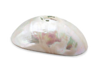 Nautilus pompilus shell