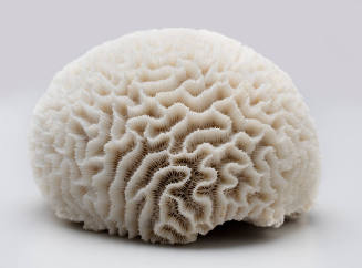 Common brain coral