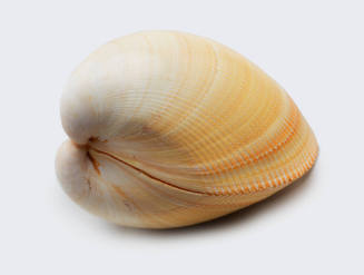 Yellow pickly cockle shell