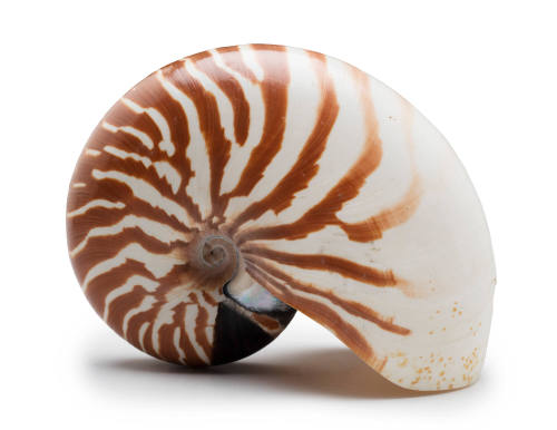 Chambered nautilus shell