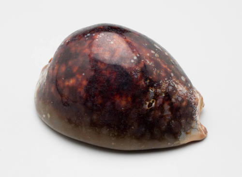 Arabic cowry shell