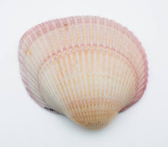 Pink cockle shell