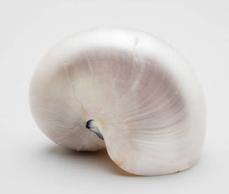 Pearl nautilus shell