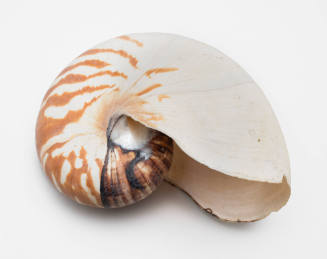Chambered nautilus clam shell