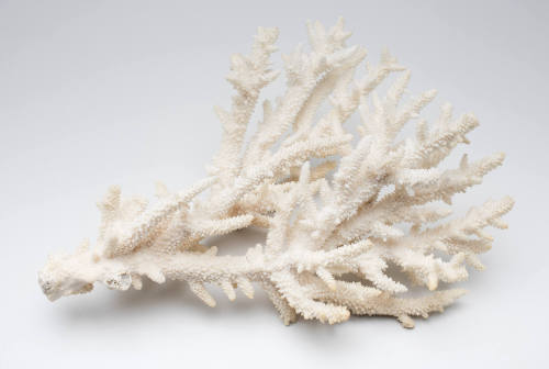 Staghorn coral