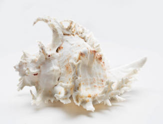 Stag horn murex shell