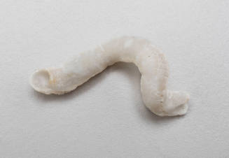 Australian worm shell