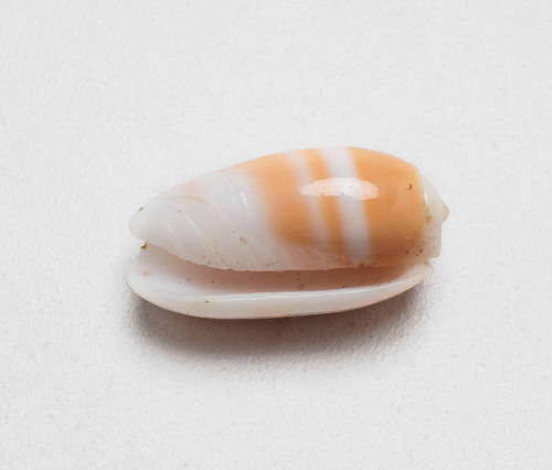 Yellow olive shell