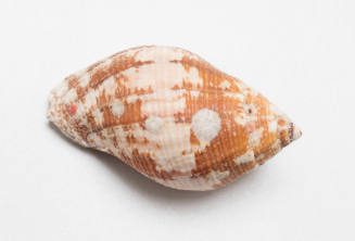 Pointed dog whelk shell