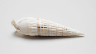 Proximate eulina shell