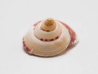 Clanculus clangulus shell
