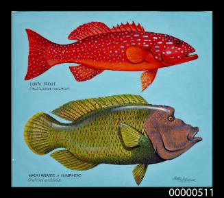 Coral Trout and Maori Wrasse