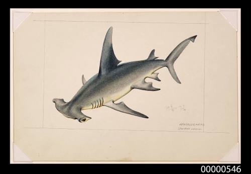 Hammerhead (Sphyrna lewini)