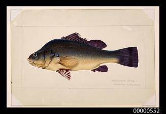 Macquarie perch (Macquaria australasica)