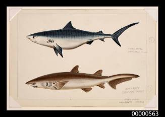 Tiger shark (Galeoderdo cuvieri), Grey nurse shark (Odontaspis taurus)