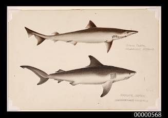 School shark (Galeorhinus australis) and whaler shark (Carcharinus macrurus)