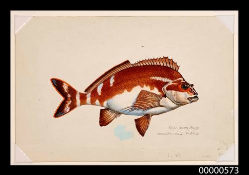 Red morwong (Cheilodactylus fuscus)