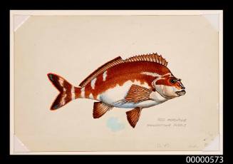 Red morwong (Cheilodactylus fuscus)