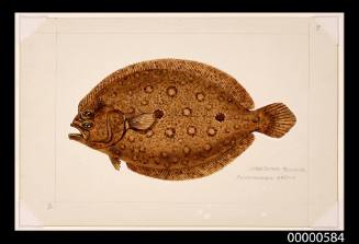 Large-toothed flounder (Pseudorhombus arsius)