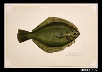 Greenback flounder (Rhombosolea taparina)