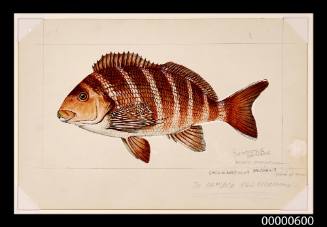 Banded morwong (Cheilodactylus spectabilis)