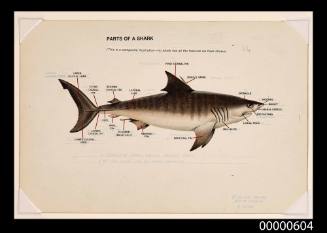 Parts of a shark (a composite shark naming various parts)