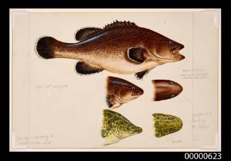 Trout cod (Maccullochella macquariensis) includes inset of head compared to head of M pelli